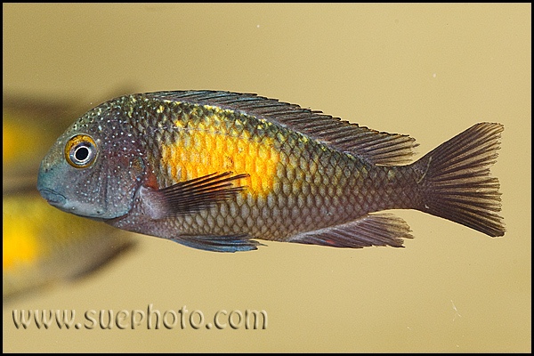 Tropheus moorii 'Kasakalawe'